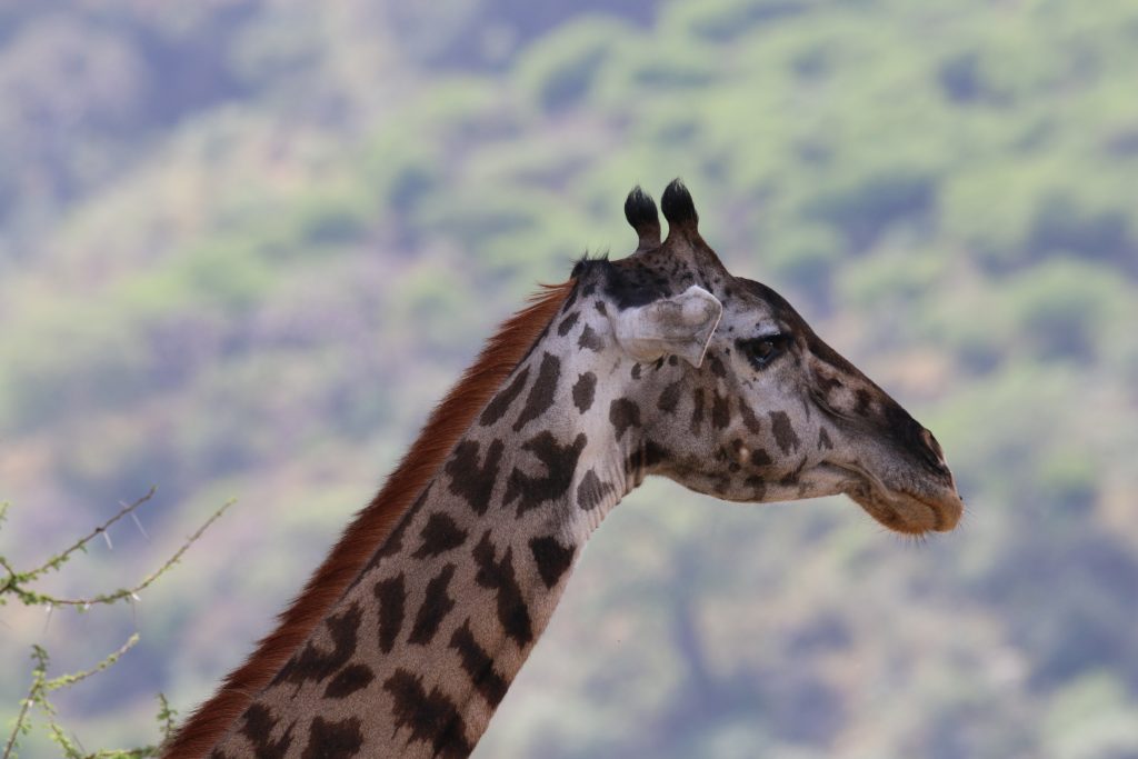 Bild einer Giraffe, aufgenommen in Tansania - Symbolbild für den Kölner Zoo.