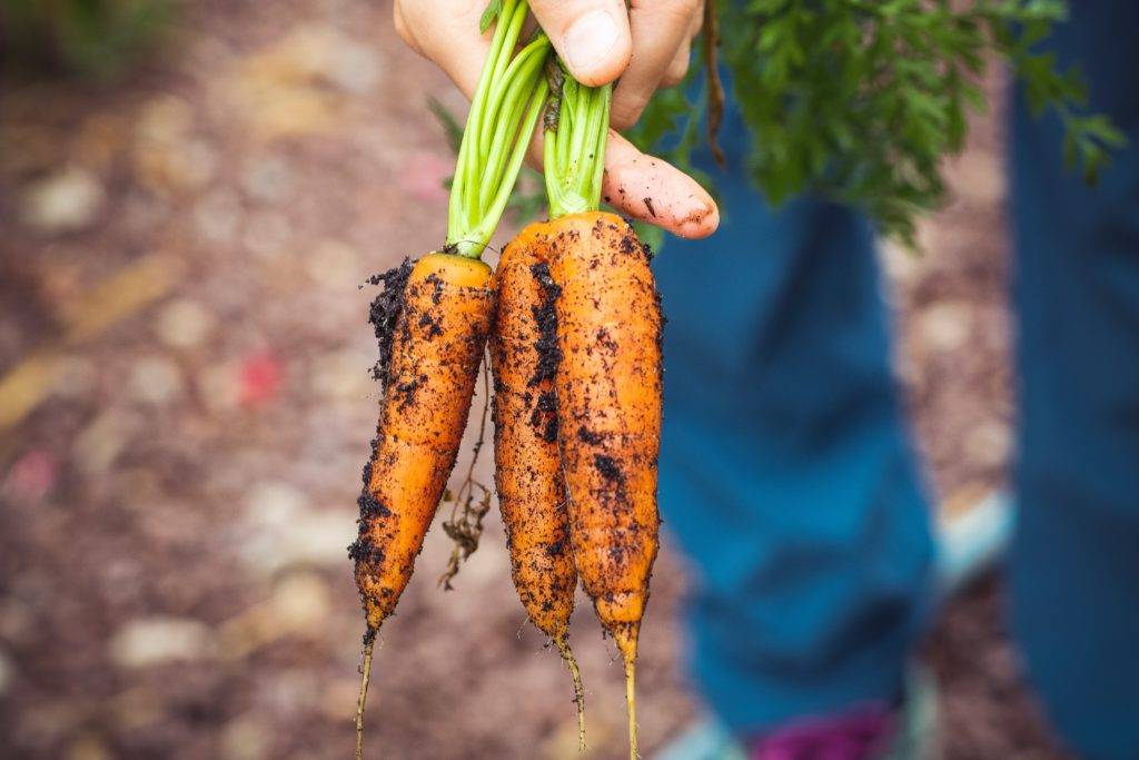 #momshaming und Ernährung - Bio-Gemüse ist nicht das Maß der Dinge bio