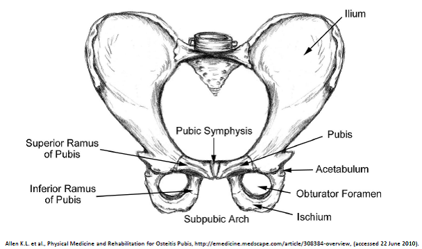 Symphysenlockerung: Grafische Darstellung von Hüfte und Symphyse