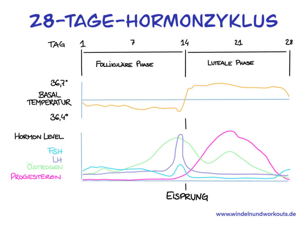 Trainieren im Hormon Chaos: Warum für Athletinnen das Progesteron so wichtig ist 2 Trainieren im Hormon Chaos: Warum für Athletinnen das Progesteron so wichtig ist fruchtbarkeit, hormone, inne, kinderwunsch, muskelaufbau, progesteron, schwangerschaft, sport, zyklus