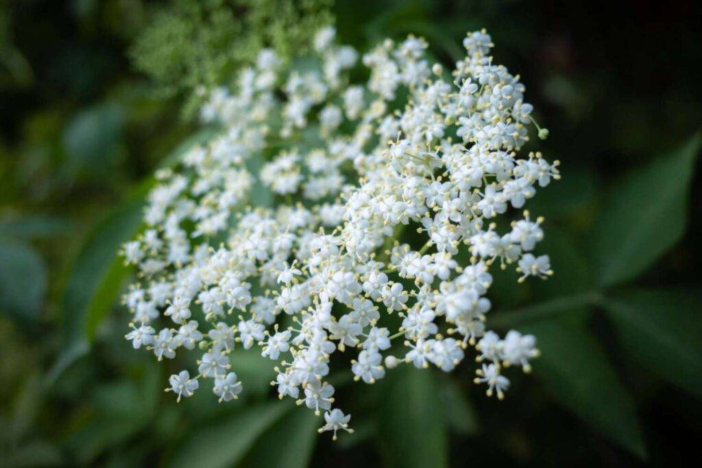 Entdecke jetzt Holunderblütensirup neu: Rezepte und kreative Anwendungen 2 Die Blütendolden eignen sich wunderbar für Holunderblütensirup.